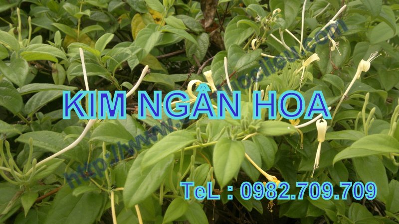Kim Ngan Hoa 1